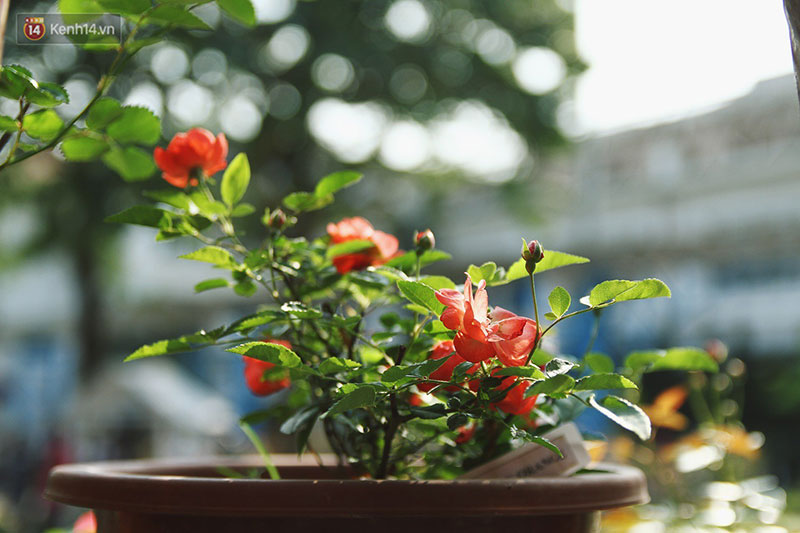 Hình ảnh xấu xí tại lễ hội hoa hồng Bulgaria: Người dân trèo rào, kéo hoa bất chấp để chụp ảnh